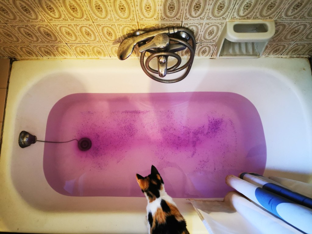 Gata observando bañera con agua de color rosa en un cuarto de baño