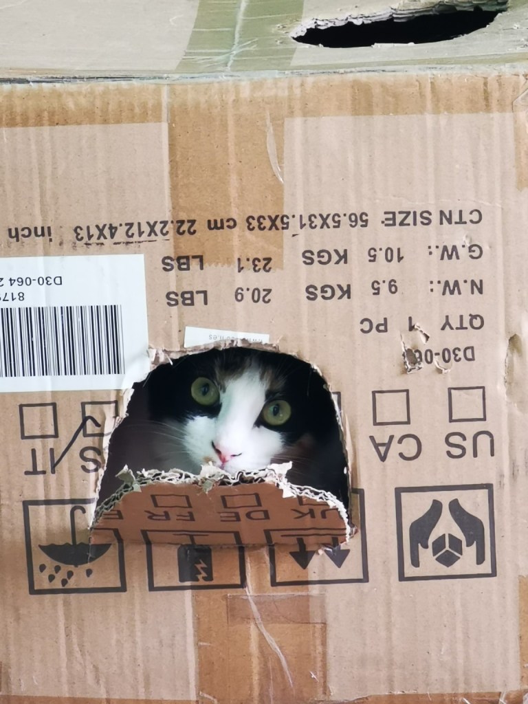 Gata asomando la cabeza desde el interior de una caja de cartón